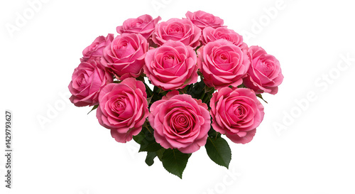 rosa no fundo transparente