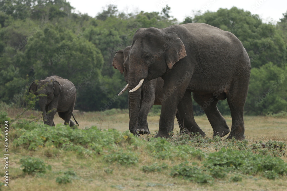 Fototapeta premium Sri Lankan Elephants and Tuskers in Kaudulla National Park, Sri Lanka 
