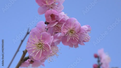 青空とピンクの梅の花
