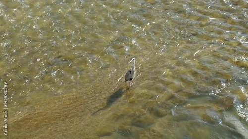 鴨川の流れにたたずむアオサギ
