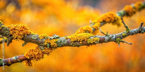 A dry tree branch with vibrant yellow moss and lichen growth on a blurred