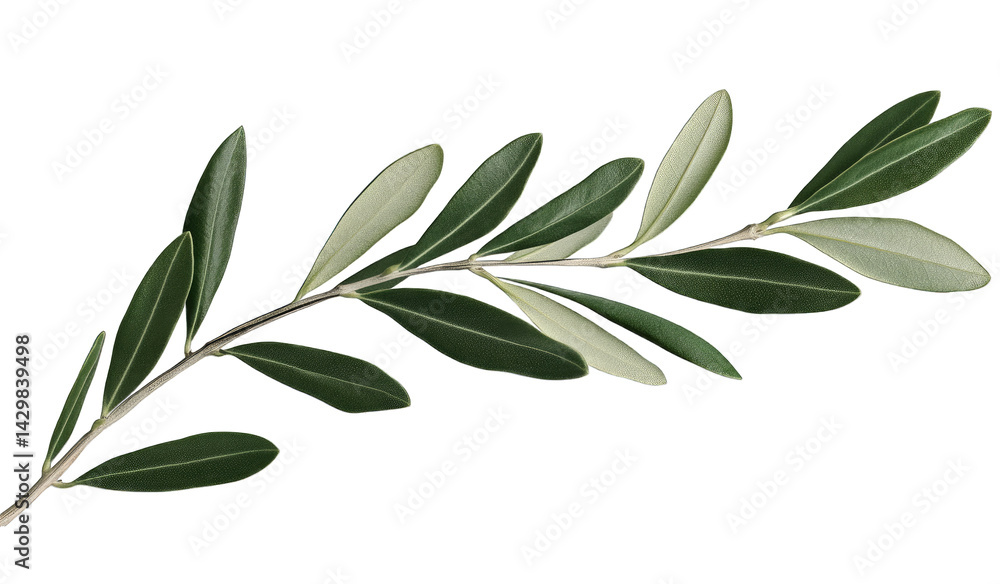 Fototapeta premium a single olive branch with elongated leaves showcasing a blend of green and light green hues symbolizing peace and harmony
