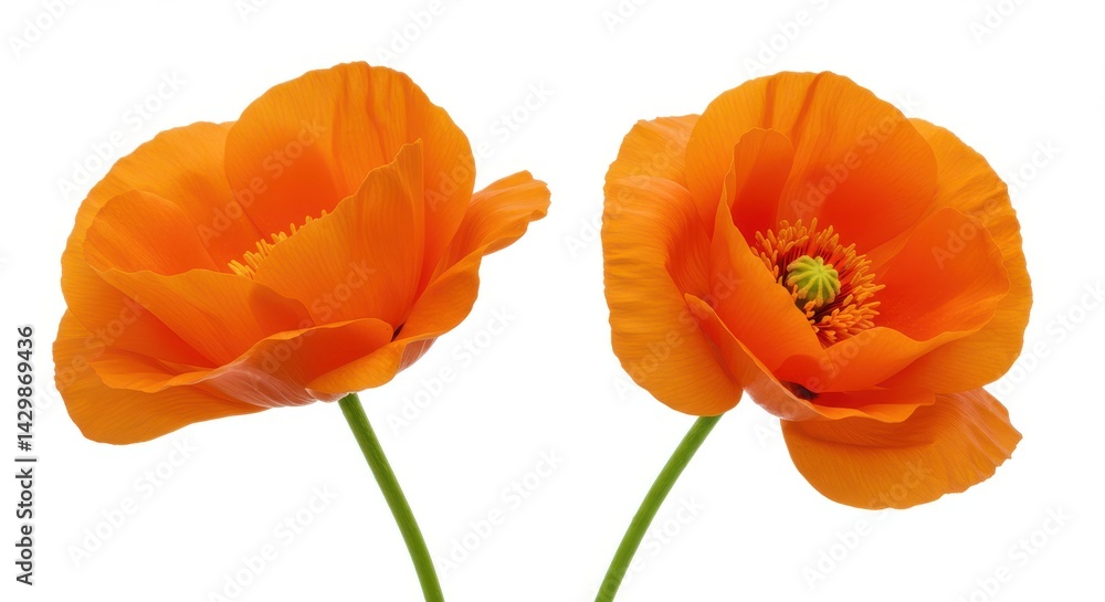 Fototapeta premium Two orange poppies on white background