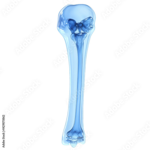 3d rendered illustration of a human bone isolated on a transparent background.