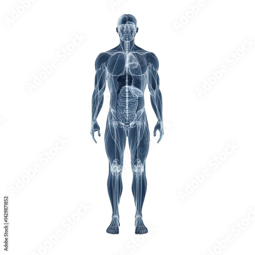 3D human man anatomy or anatomical and muscle isolated on transparent background.