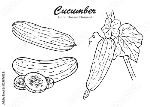 Hand drawn vector illustration of a cucumber
