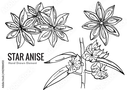 A set of hand drawn star anise spices.