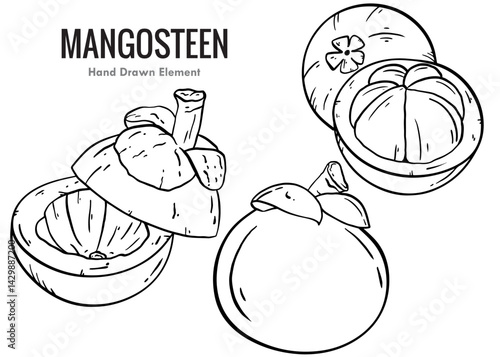 hand drawn vector illustration of an mangosteen