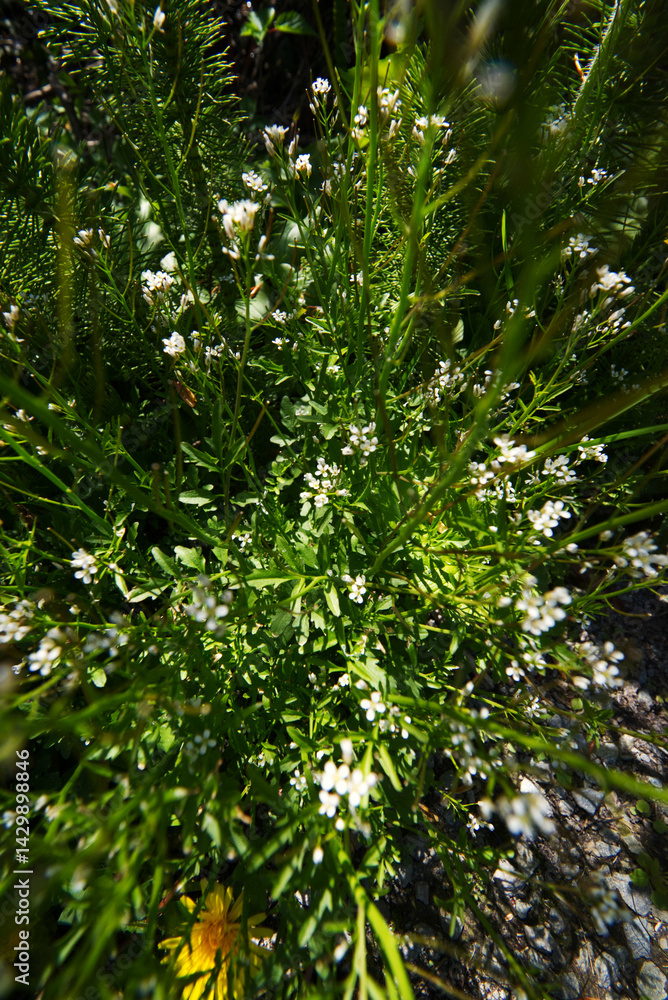Fototapeta premium Pennsylvania bittercress (Cardamine pensylvanica)