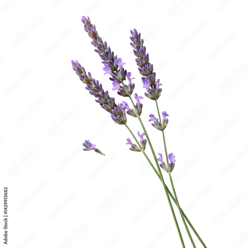 Fototapeta premium A close-up of fresh lavender sprigs with vibrant purple flowers against a clean background, ideal for wellness and nature themes