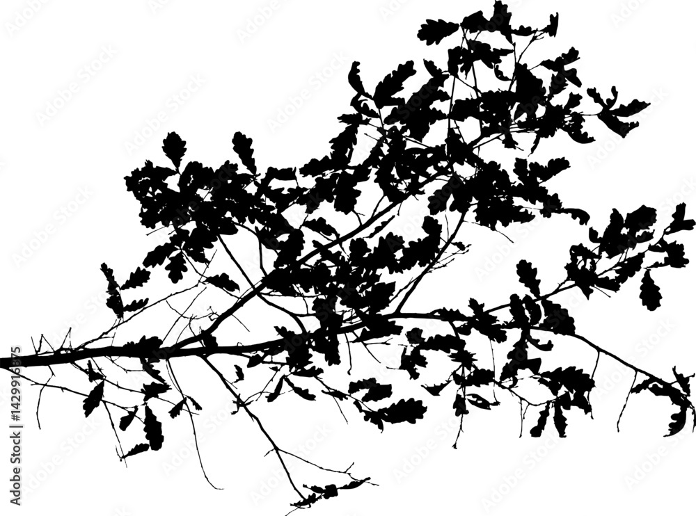 Fototapeta premium Vector illustration of natural old oak tree branch on white background