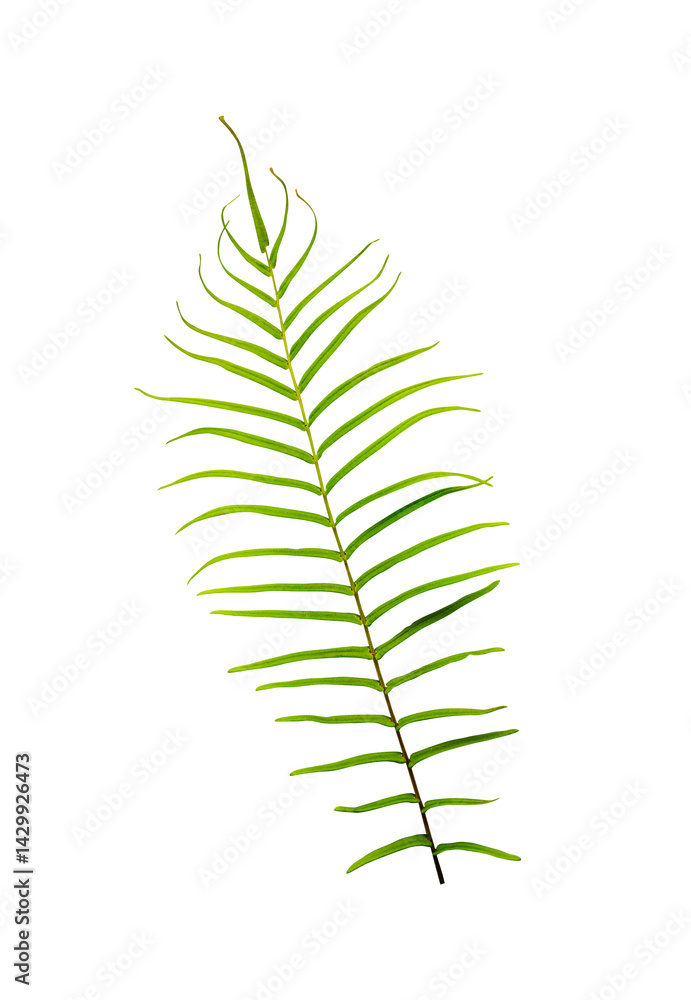 fern leaf isolated in nature concept element
