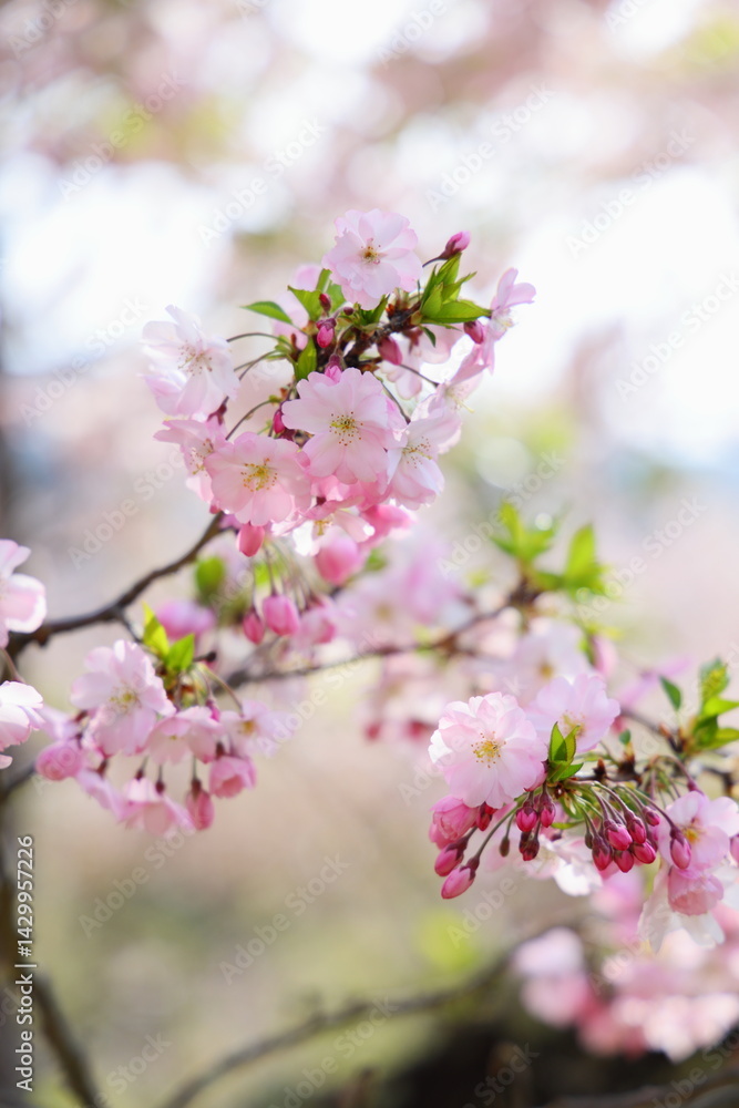 淡いピンクの思川桜 淡いピンクの思川桜