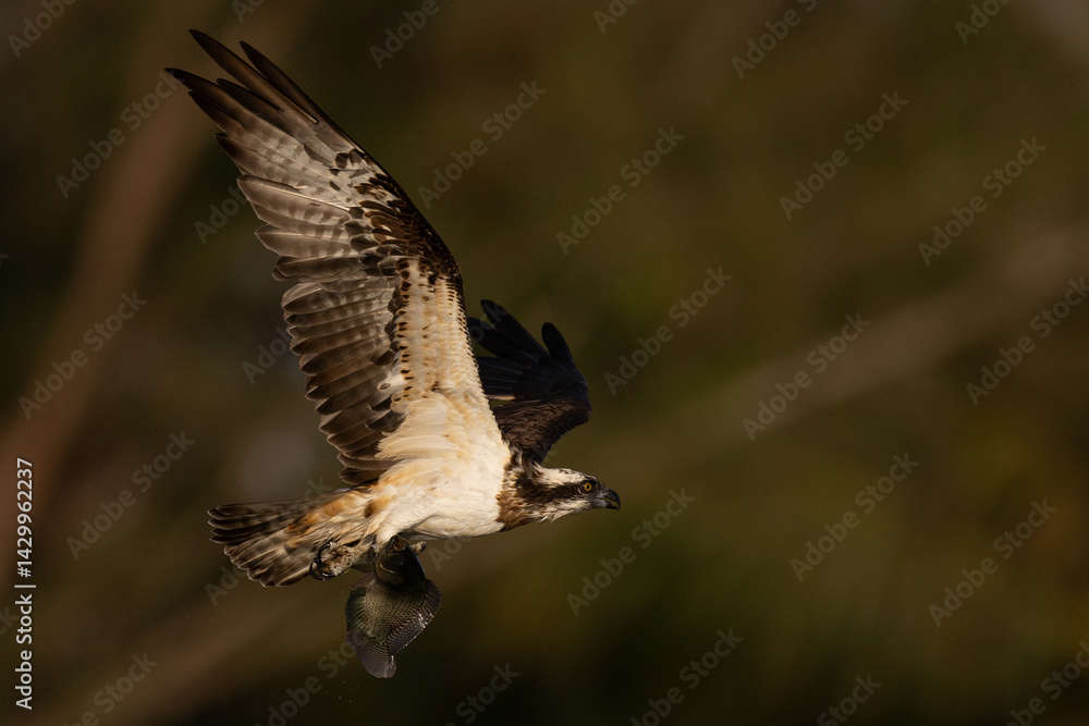 Obraz premium The beautiful flight characteristics of Osprey in Thailand.
