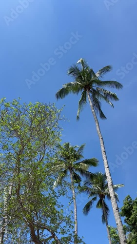 Low angle view of palm fronds against bright sky, summer beach atmosphere