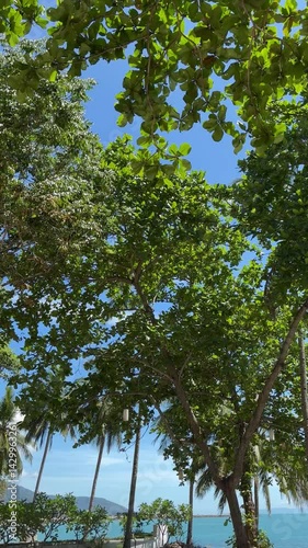 tree canopy overhead with vivid sky, seen from the ground on a sunny day
