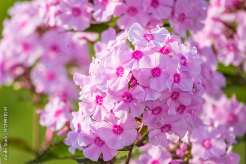 Pink phlox flowers. Phlox paniculata. Flowering herbaceous plants. Blooming phlox paniculata in the garden