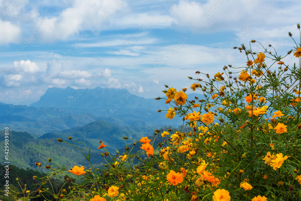 Doi Luang Chiang Dao of photo from Doi Hadubi with yellow flowers or marigolds beautiful nature in tropical rainforest in Chiang Mai, Thailand Doi Luang Chiang Dao of photo from Doi Hadubi with yellow flowers or marigolds beautiful nature in tropical rainforest in Chiang Mai, Thailand