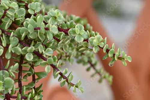Close-up of Portulacaria afra, a small variegated succulent with fleshy leaves displaying a mix of green and yellow. The plant's unique coloration makes it a striking addition to any succulent.