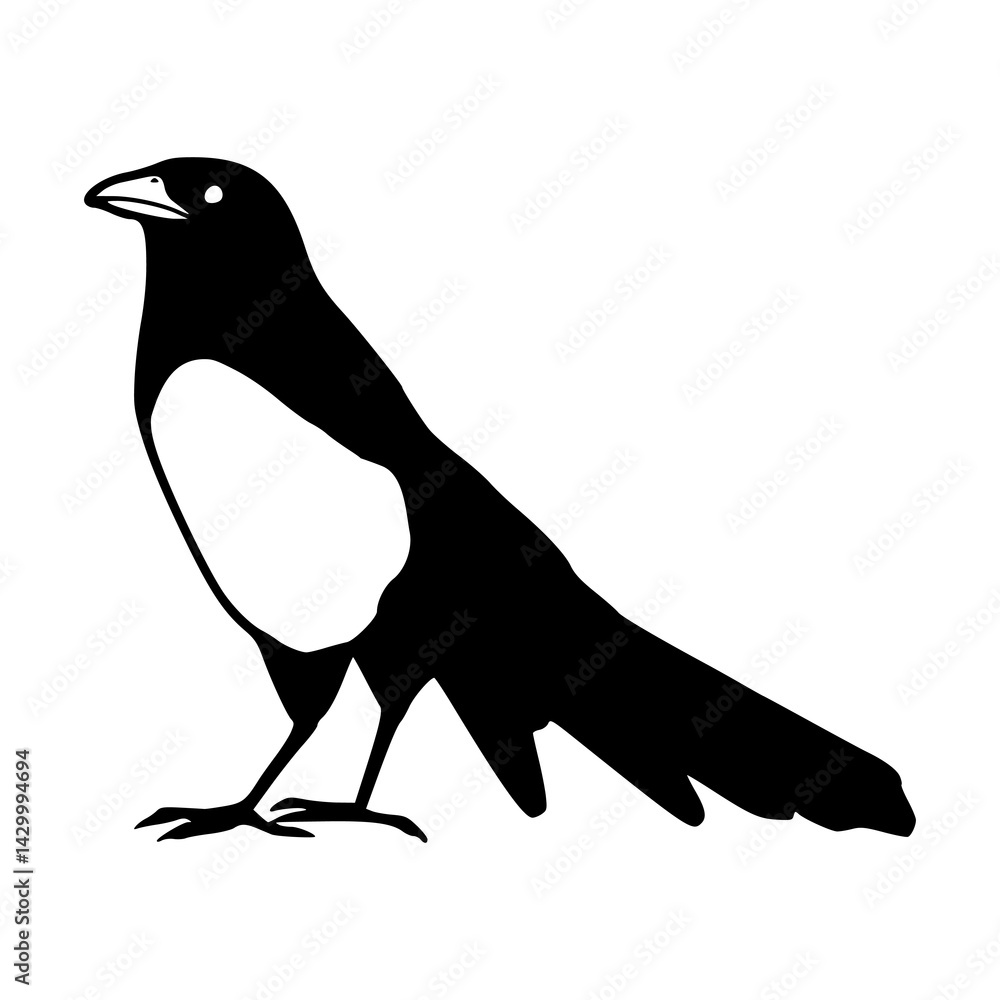 Fototapeta premium common magpie clipart