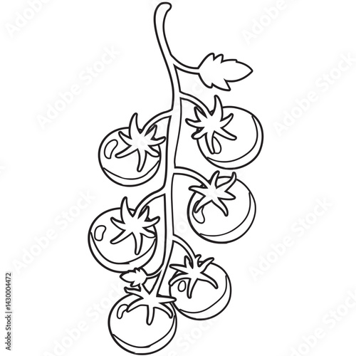 vector illustration of tomatoes and leaves  outline