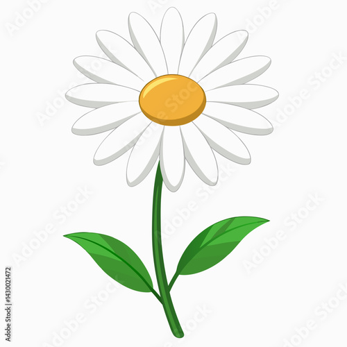 camomile on white background