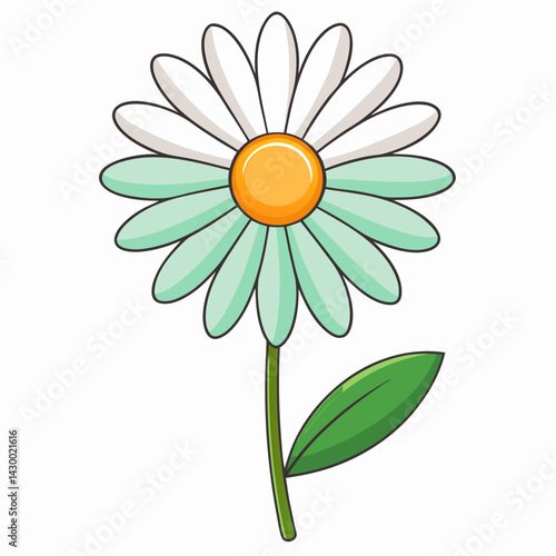 camomile on white background