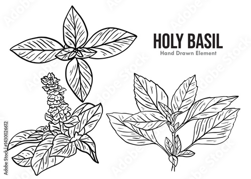 hand drawn holy basil vector illustration