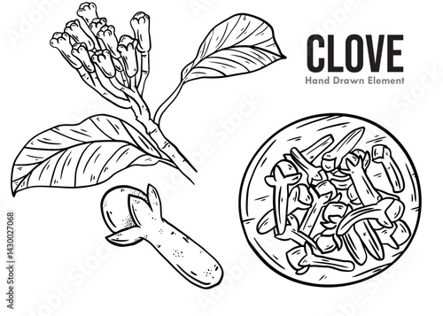 hand drawn CLOVE vector illustration of a set