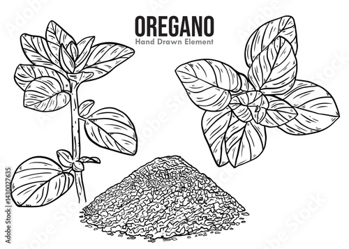 vector illustration of a set of leaves oregano plant