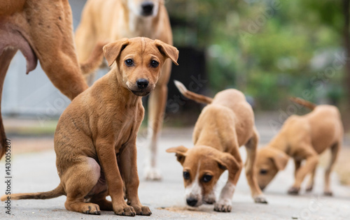 Indian street dogs