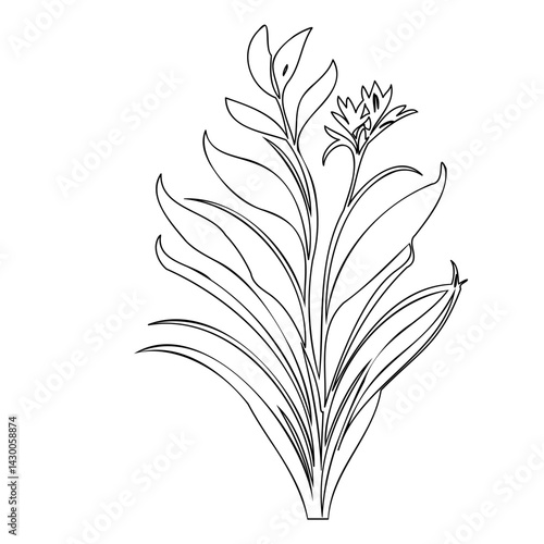 Botanical outline illustration of wildflower and slender leaves in monochrome