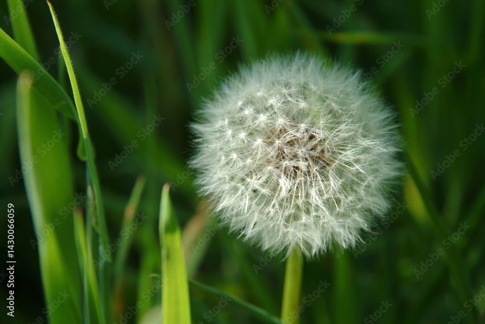 Dandelion growing wild in the grass Dandelion growing wild in the grass