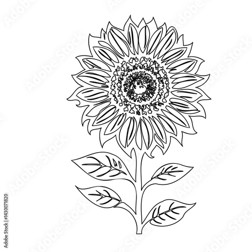 Elegant sunflower illustration with detailed line work and stark contrasts