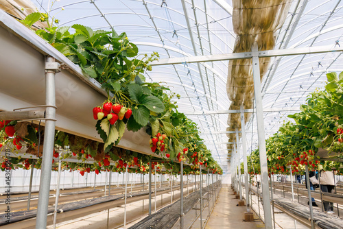 静岡県産のイチゴ、章姫と紅ほっぺ。
英名学名：Shizuoka strawberries, Akihime (Fragaria × ananassa) and Benihoppe (Fragaria L.).
春のイチゴ狩り。
完熟のイチゴが食べ放題。
三島市、静岡県-2025年3月30日
