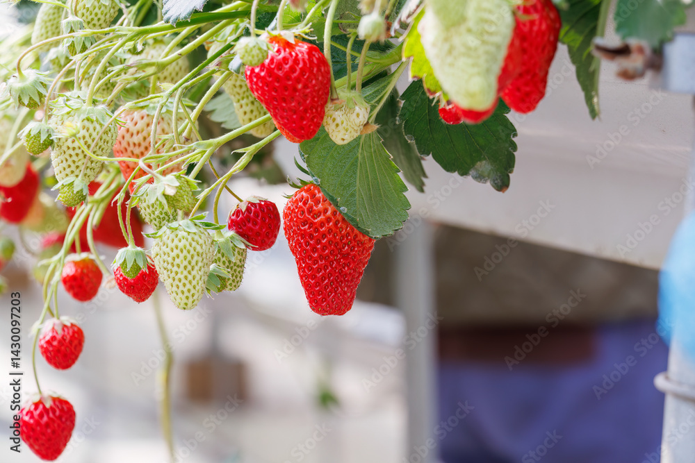 静岡県産のイチゴ、章姫と紅ほっぺ。
英名学名:Shizuoka strawberries, Akihime (Fragaria × ananassa) and Benihoppe (Fragaria L.).
春のイチゴ狩り。
完熟のイチゴが食べ放題。
三島市、静岡県-2025年3月30日