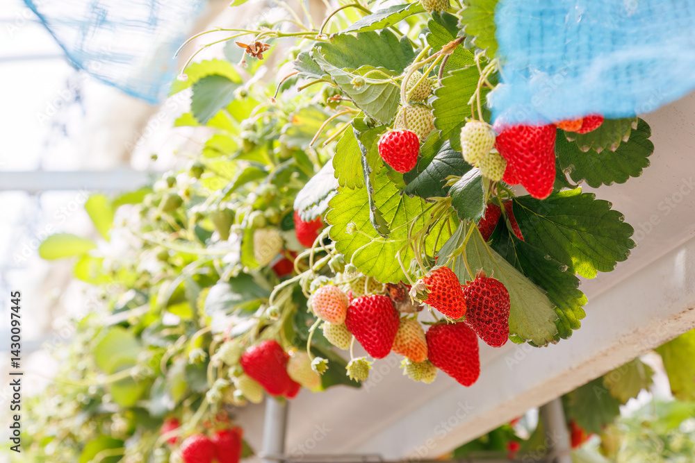 静岡県産のイチゴ、章姫と紅ほっぺ。
英名学名:Shizuoka strawberries, Akihime (Fragaria × ananassa) and Benihoppe (Fragaria L.).
春のイチゴ狩り。
完熟のイチゴが食べ放題。
三島市、静岡県-2025年3月30日