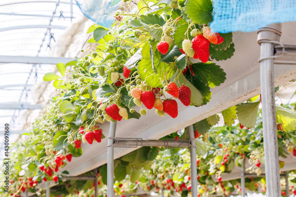 静岡県産のイチゴ、章姫と紅ほっぺ。
英名学名:Shizuoka strawberries, Akihime (Fragaria × ananassa) and Benihoppe (Fragaria L.).
春のイチゴ狩り。
完熟のイチゴが食べ放題。
三島市、静岡県-2025年3月30日