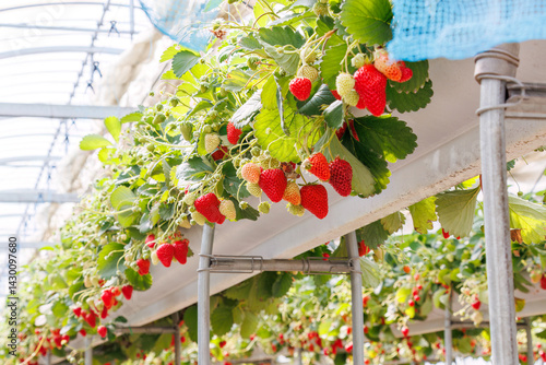 Obraz na płótnie 静岡県産のイチゴ、章姫と紅ほっぺ。
英名学名:Shizuoka strawberries, Akihime (Fragaria × ananassa) and Benihoppe (Fragaria L.).
春のイチゴ狩り。
完熟のイチゴが食べ放題。
三島市、静岡県-2025年3月30日
w salonie