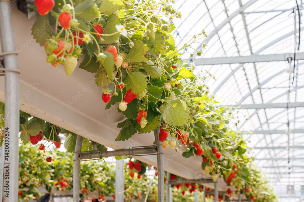 静岡県産のイチゴ、章姫と紅ほっぺ。
英名学名:Shizuoka strawberries, Akihime (Fragaria × ananassa) and Benihoppe (Fragaria L.).
春のイチゴ狩り。
完熟のイチゴが食べ放題。
三島市、静岡県-2025年3月30日