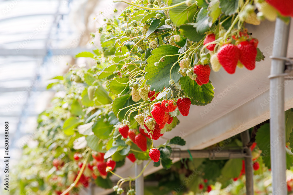 静岡県産のイチゴ、章姫と紅ほっぺ。
英名学名:Shizuoka strawberries, Akihime (Fragaria × ananassa) and Benihoppe (Fragaria L.).
春のイチゴ狩り。
完熟のイチゴが食べ放題。
三島市、静岡県-2025年3月30日