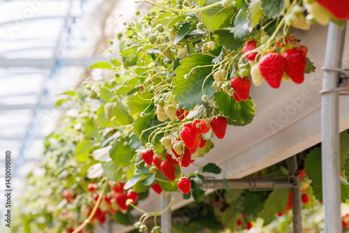 Obraz na płótnie 静岡県産のイチゴ、章姫と紅ほっぺ。
英名学名:Shizuoka strawberries, Akihime (Fragaria × ananassa) and Benihoppe (Fragaria L.).
春のイチゴ狩り。
完熟のイチゴが食べ放題。
三島市、静岡県-2025年3月30日
w salonie