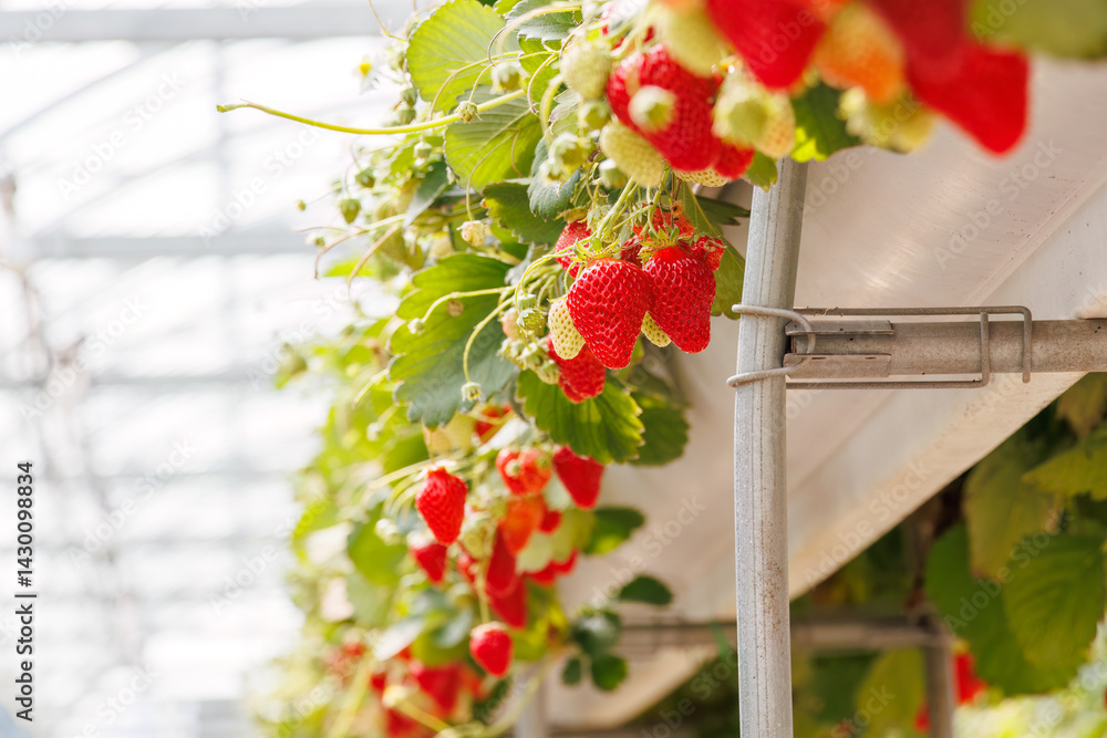 静岡県産のイチゴ、章姫と紅ほっぺ。
英名学名:Shizuoka strawberries, Akihime (Fragaria × ananassa) and Benihoppe (Fragaria L.).
春のイチゴ狩り。
完熟のイチゴが食べ放題。
三島市、静岡県-2025年3月30日