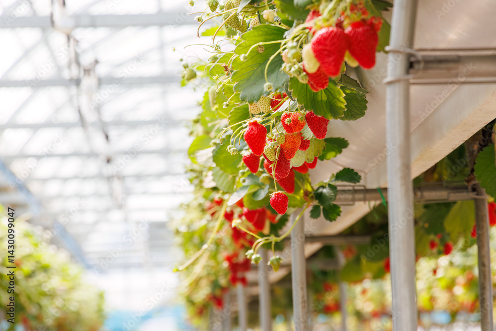 静岡県産のイチゴ、章姫と紅ほっぺ。
英名学名:Shizuoka strawberries, Akihime (Fragaria × ananassa) and Benihoppe (Fragaria L.).
春のイチゴ狩り。
完熟のイチゴが食べ放題。
三島市、静岡県-2025年3月30日