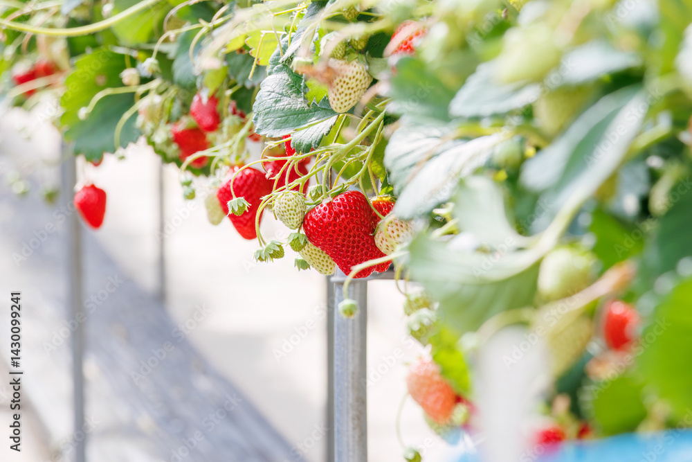 静岡県産のイチゴ、章姫と紅ほっぺ。
英名学名:Shizuoka strawberries, Akihime (Fragaria × ananassa) and Benihoppe (Fragaria L.).
春のイチゴ狩り。
完熟のイチゴが食べ放題。
三島市、静岡県-2025年3月30日