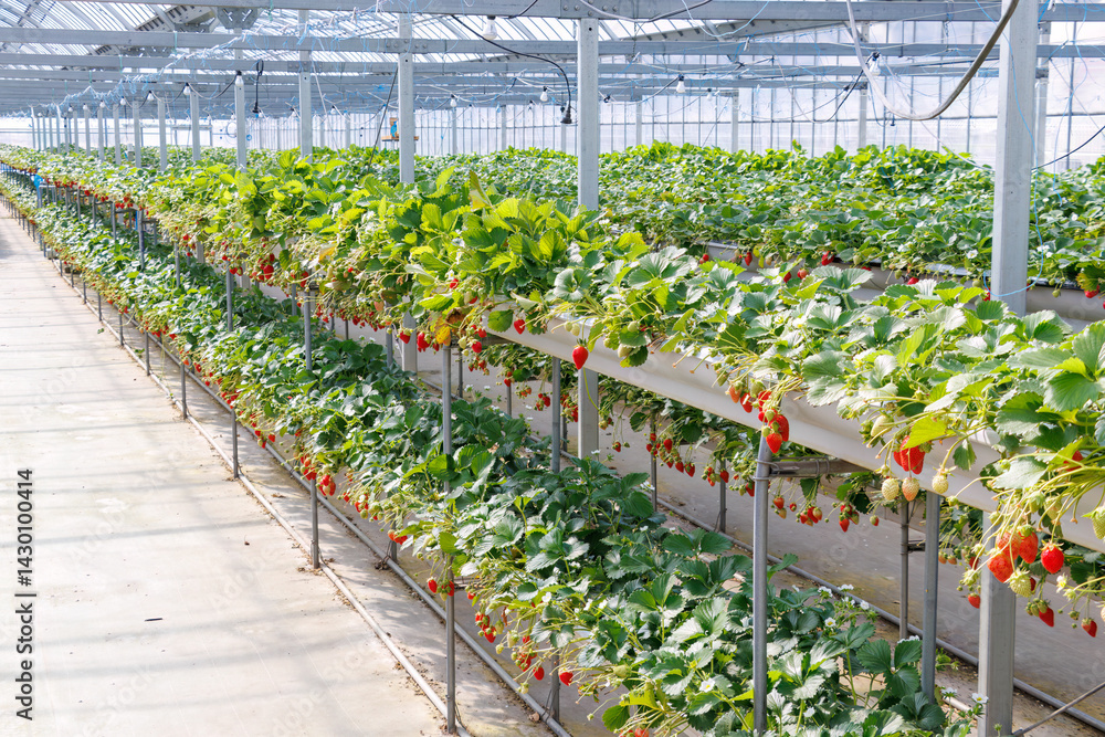静岡県産のイチゴ、章姫と紅ほっぺ。
英名学名:Shizuoka strawberries, Akihime (Fragaria × ananassa) and Benihoppe (Fragaria L.).
春のイチゴ狩り。
完熟のイチゴが食べ放題。
三島市、静岡県-2025年3月30日