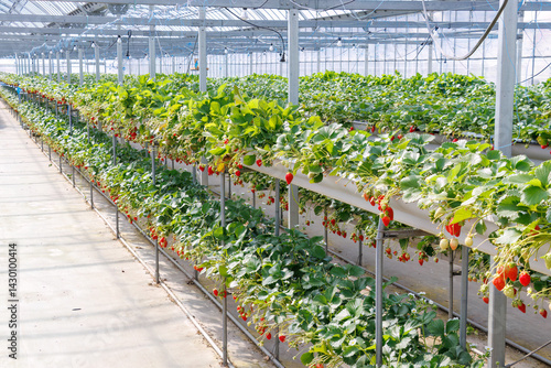 Obraz na płótnie 静岡県産のイチゴ、章姫と紅ほっぺ。
英名学名:Shizuoka strawberries, Akihime (Fragaria × ananassa) and Benihoppe (Fragaria L.).
春のイチゴ狩り。
完熟のイチゴが食べ放題。
三島市、静岡県-2025年3月30日
w salonie