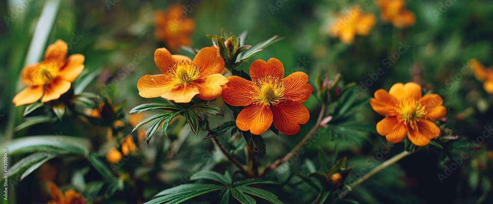 Vibrant Orange Flowers in Lush Green Foliage Vibrant Orange Flowers in Lush Green Foliage