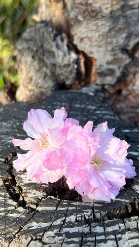 切り株の上の八重桜の花、切り株の上のピンク色のヤエザクラの花