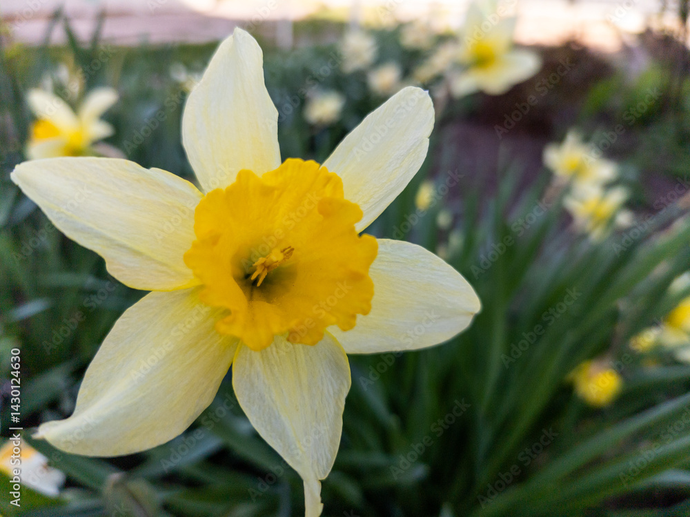 Fototapeta premium A single yellow daffodil in the middle of a field of yellow flowers